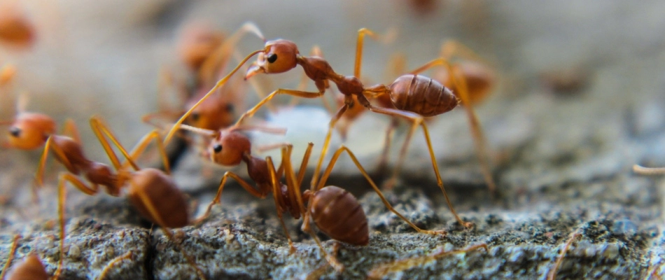 Fire ants crawling on concrete in Murphy, TX.