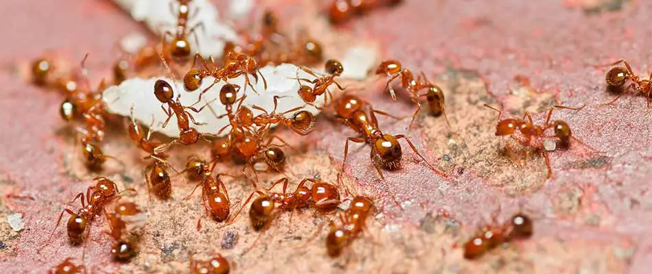 Fire ants swarming outside a home near Plano, TX.