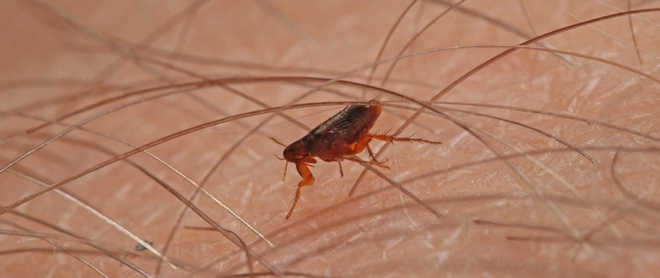 Flea on human's arm in Plano, TX.