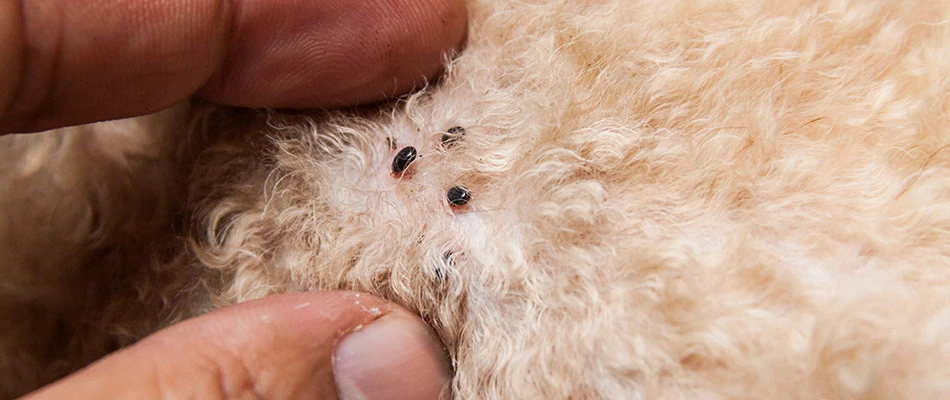 Fleas on a potential client's pet in Frisco, TX.