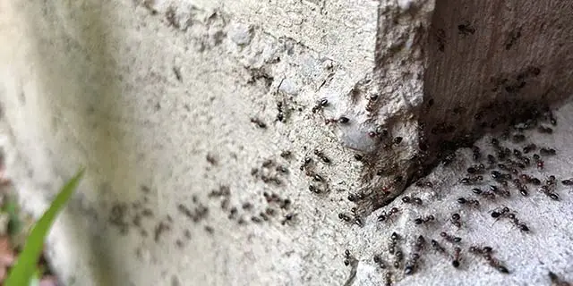 Frisco, TX home with ants crawling around foundation.