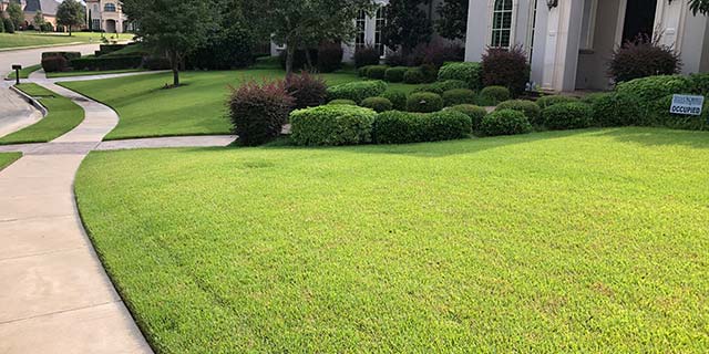 Frisco, TX lawn with healthy turf grass.