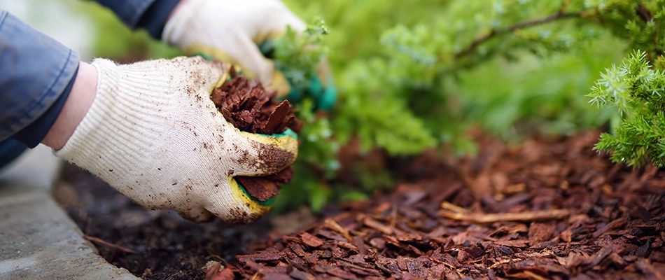 Mulch being added by a gloved professional in Allen, TX.