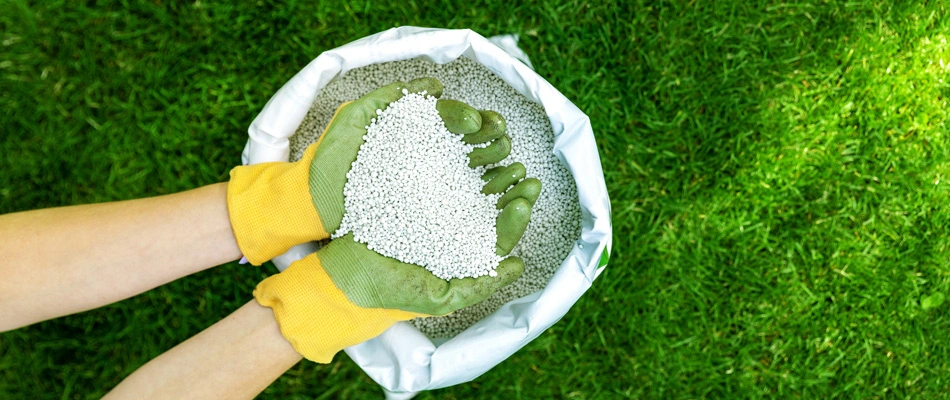 Gloved professional holding granular fertilizer pellets in hands in Murphy, TX.