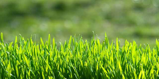 Lucas, TX lawn with regular lawn care services.