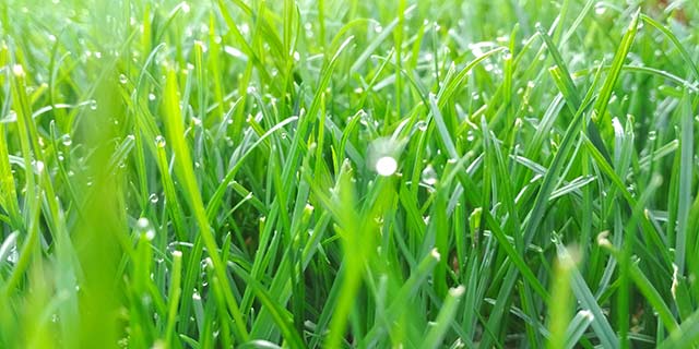 Richardson, TX lawn with regular lawn care services.
