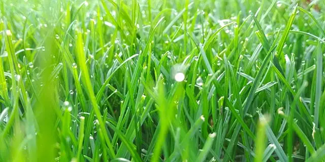 Richardson, TX lawn with regular lawn care services.