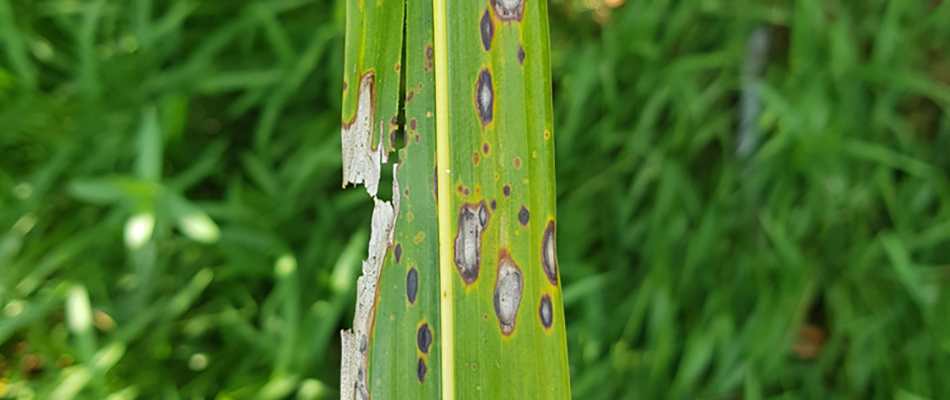 Gray leaf spot lawn disease found in client's lawn in Sachse, TX.