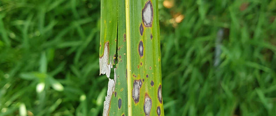 Close up on a blade of grass infected with gray leaf spot in Frisco, TX. 