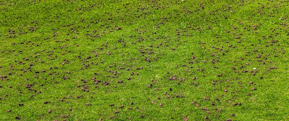 A freshly aerated lawn by a home in Allen, TX.