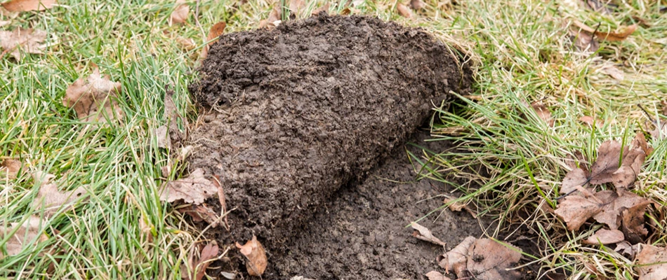 Lawn damage due to grub infestation at a home in Allen, TX.