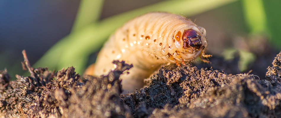 Close up on a grub at a home in Frisco, TX. 