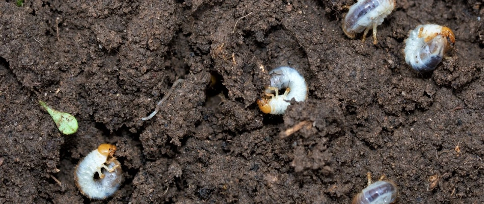 Grubs found in soil in The Colony, TX.