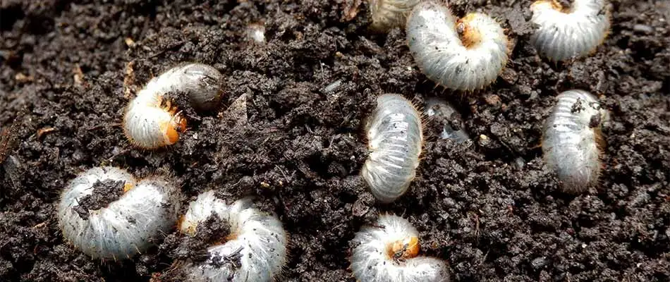 Grubs spotted in a lawn outside Murphy, TX.