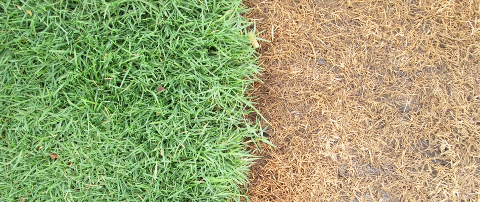 Half green, half brown grass due to a broken irrigation system on a property in Lucas, TX.