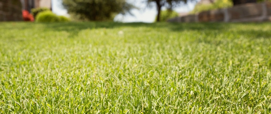 Healthy grass blades being shown from lawn in Parker, TX.