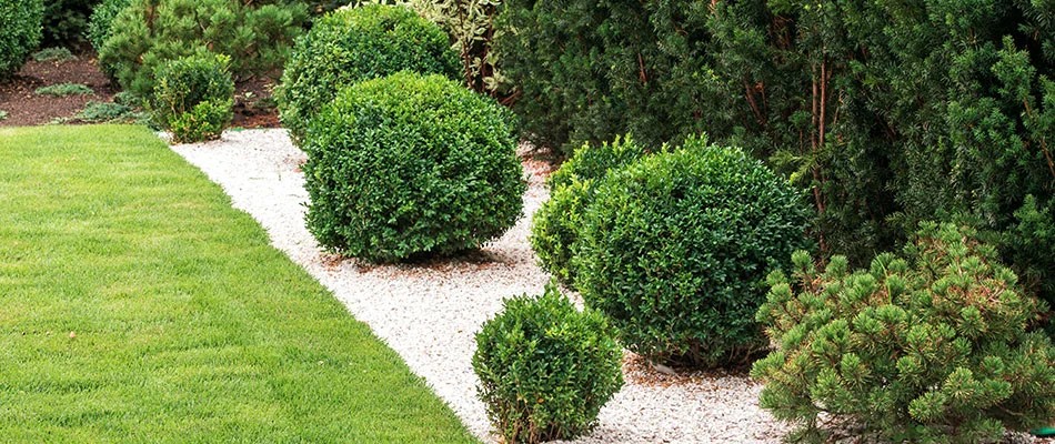 Shrubs and trees fertilized, trimmed, and very healthy in Fairview, TX and nearby communities.