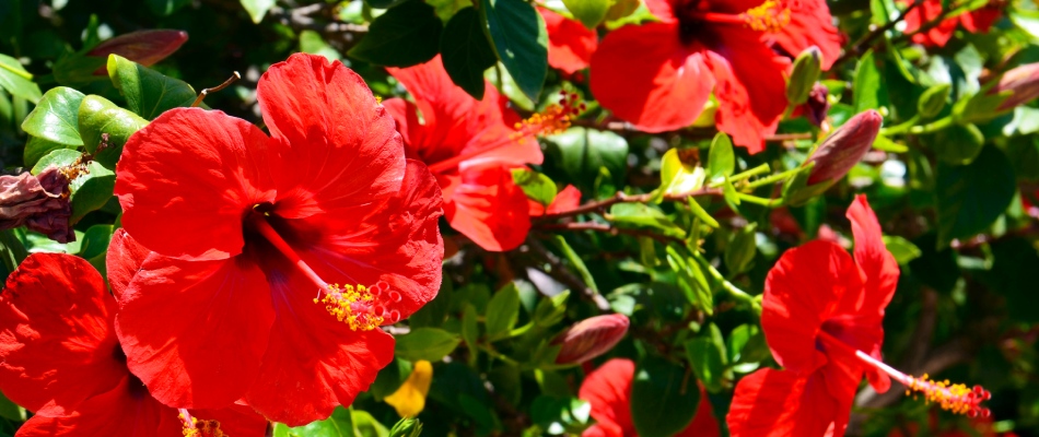 Hibiscus annual blooming in Murphy, TX.