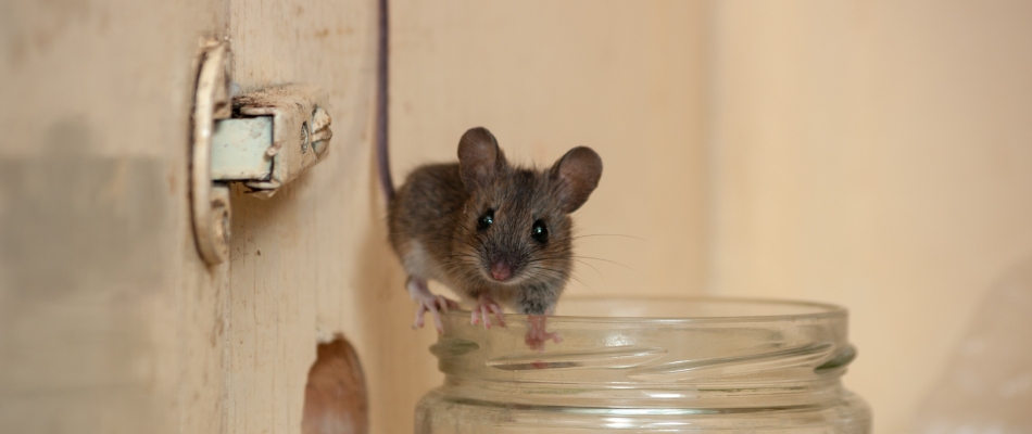 House mice found in owner's cabinets in Murphy, TX.