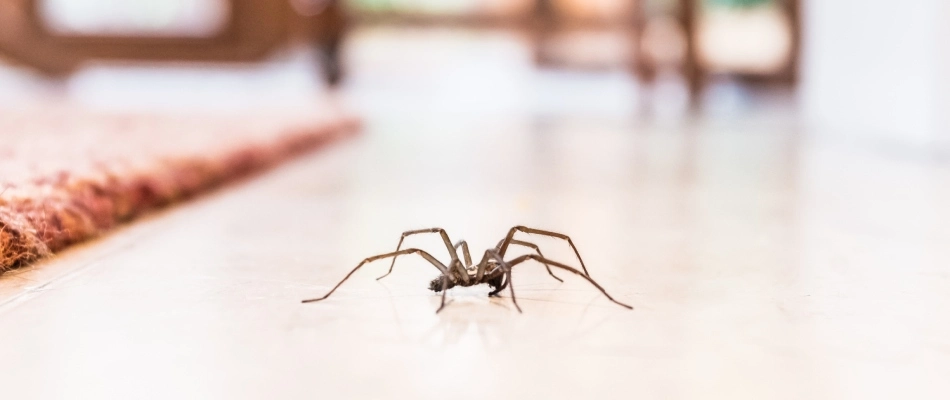 House spider crawling through a home in Sachse, TX.