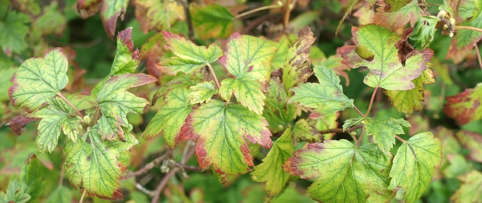 Iron chlorosis infected tree leaves in Plano, TX.