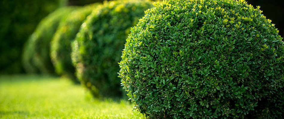 Trimmed and shapen shrubs on a beautiful property in Garland, TX and nearby areas.