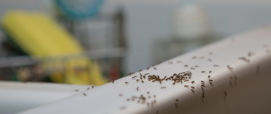 Large amount of ants found by home sink in Plano, TX.