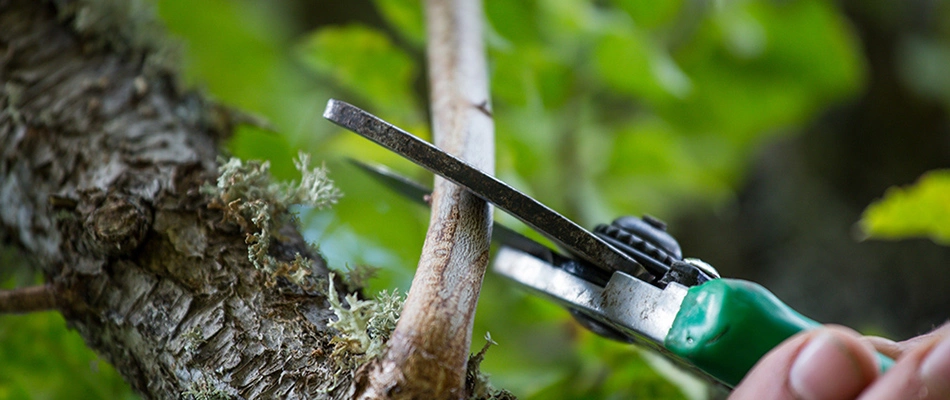 Landscape technician pruning a plant near Parker, TX.