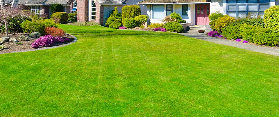 Lush, perfect lawn maintained and fertilized in Richardson, TX.