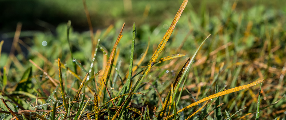 Client's property with lawn rust lawn disease needing treatment in Lucas, TX.