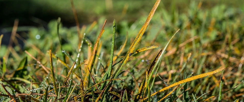 Client's property with lawn rust lawn disease needing treatment in Lucas, TX.