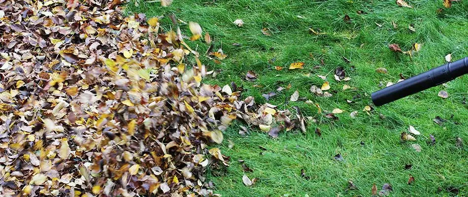 Clearing leaves with a leaf blower in Wylie, Texas.