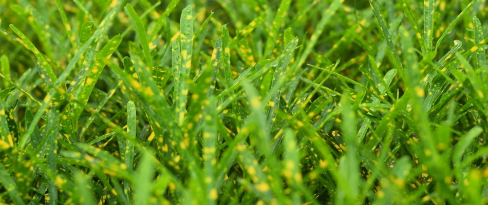 Leaf spot lawn disease in client's lawn in Wylie, TX.