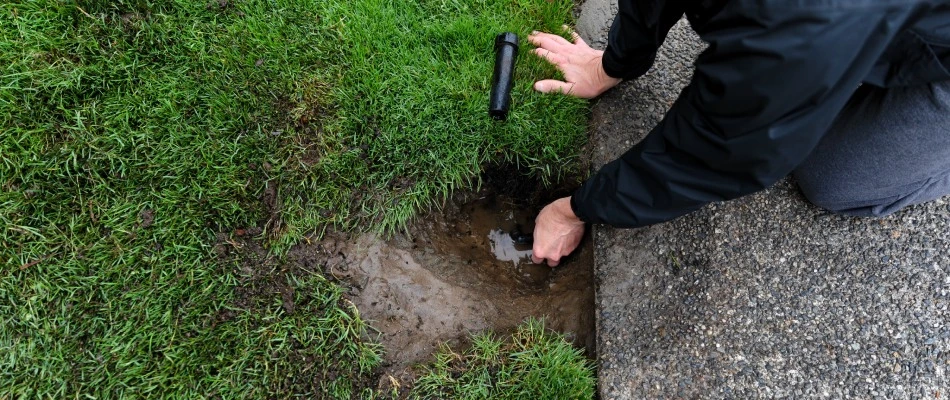 Leaky sprinkler head being checked out by professional in Plano, TX.