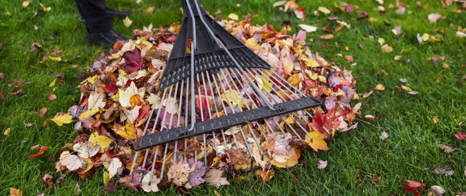 Leaves being removed by rake and professional in Allen, TX.