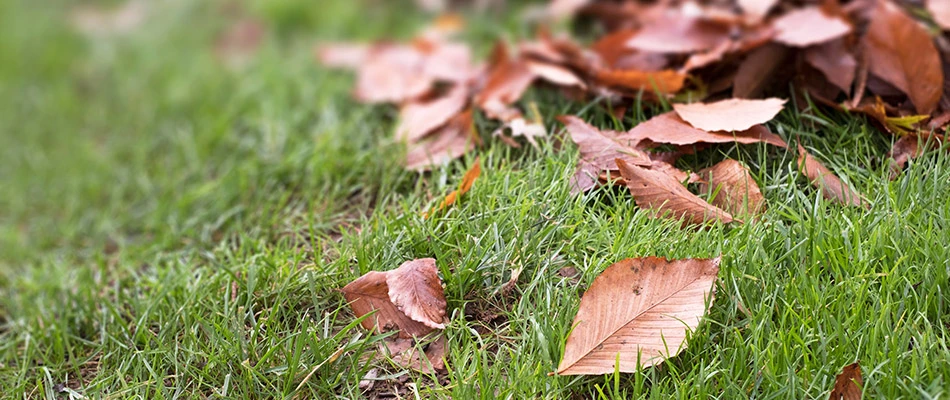 Leaves in the yard of a potential client's home in Frisco, TX.