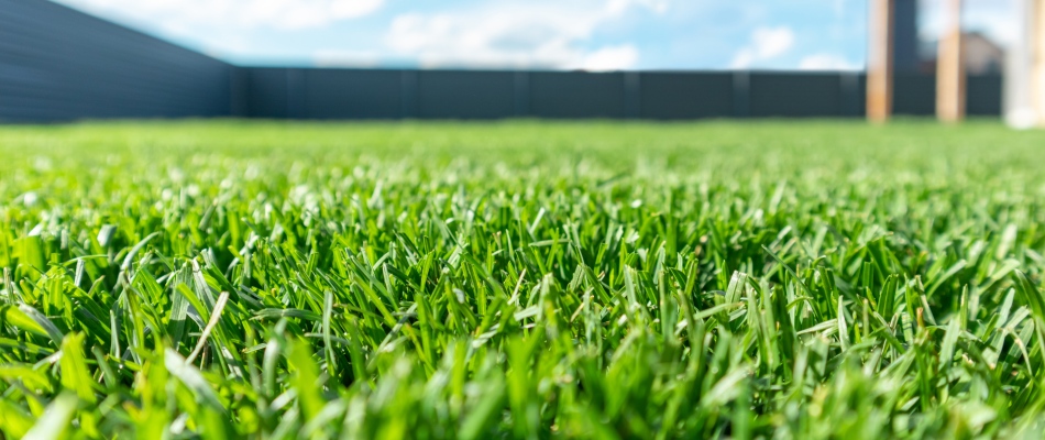 Healthy lawn after fertilizer treatments in Allen, TX.