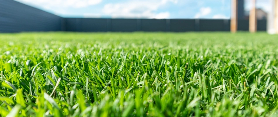 Healthy lawn after brown patch treatment applications in Allen, TX.