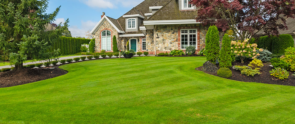 Gorgeous lawn with trimmed shrubs, mowed grass, and fertilized grass roots in Garland, TX.
