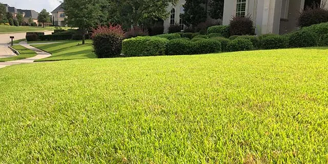 McKinney, TX lawn with bright green grass.