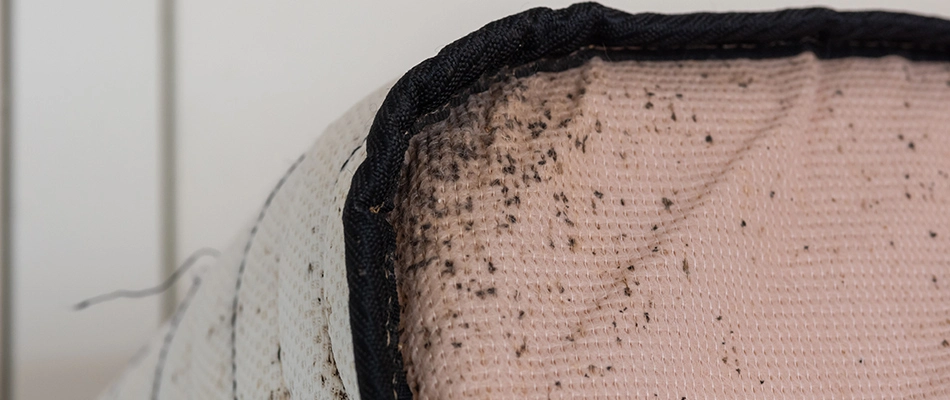 Moldy and musty mattress from a bed bug infestation in Murphy, TX.