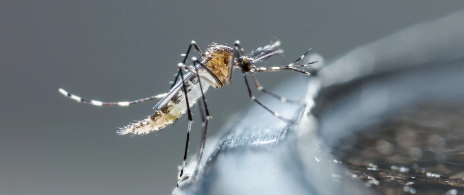 Mosquito near bird bath water in Plano, TX.