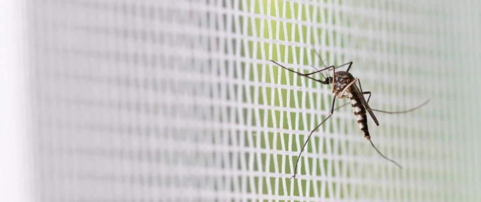 Mosquito landing on screen door in Wylie, TX.
