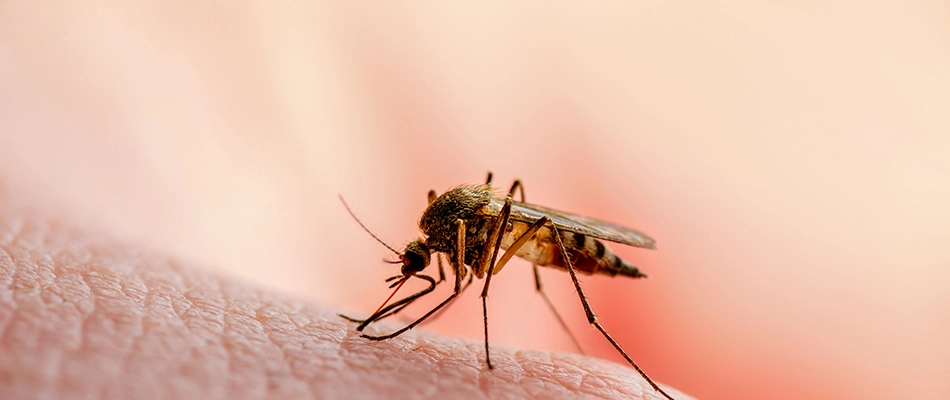 Mosquito sucking blood on a person's skin around the Fairview, TX area.