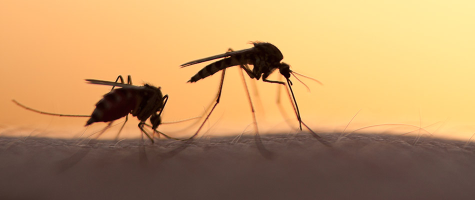 Silhouette of two mosquitos at a home in Frisco, TX.