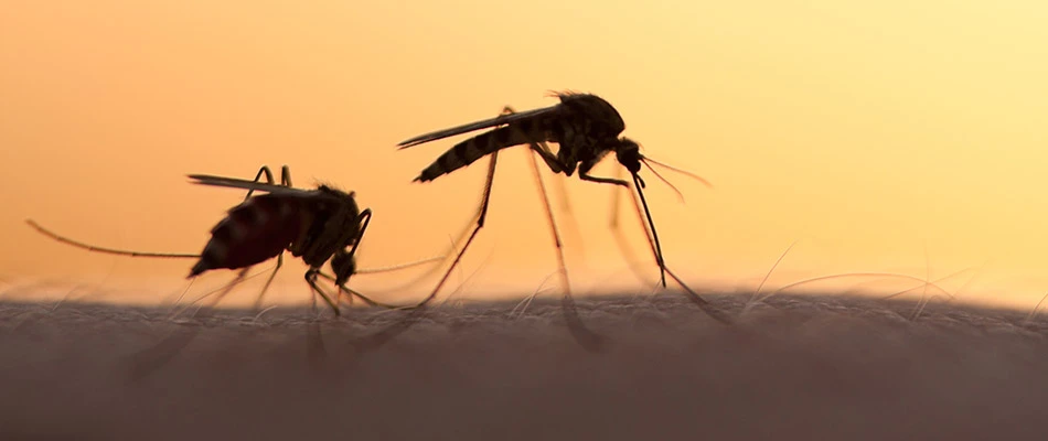 A silhouette of two mosquitos on someone's arm in Frisco, TX. 