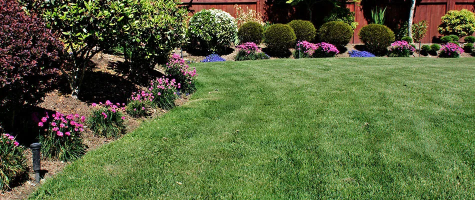 Mowed lawn for a client in Plano, TX.