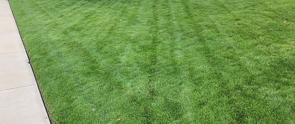 A healthy green lawn with regular lawn care in front of a home in Plano, TX.