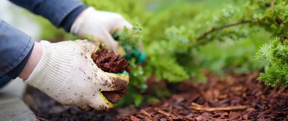 Mulch installed by hand in a landscape bed at a Murphy, TX home.