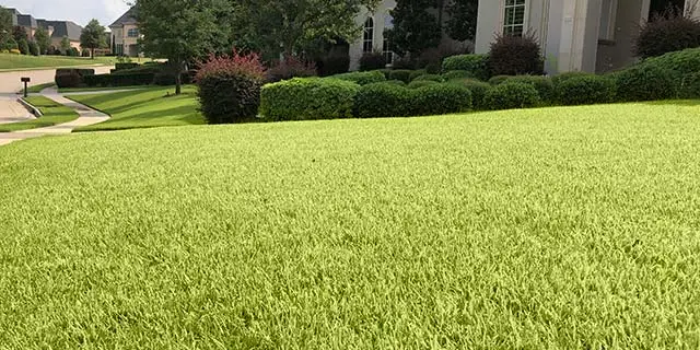 Murphy, TX lawn with healthy turf grass.